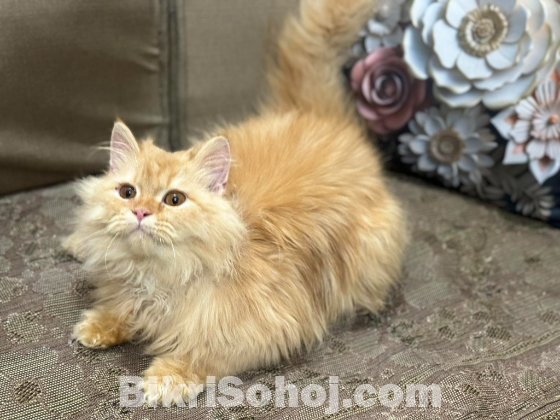 Persian cat male